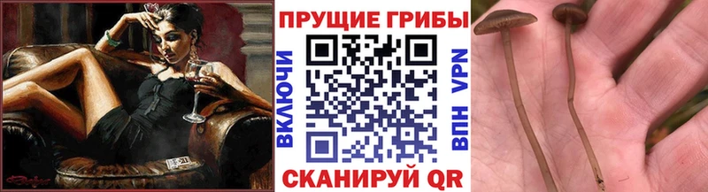 Купить где  Высоковск  Галлюциногенные грибы мицелий 
